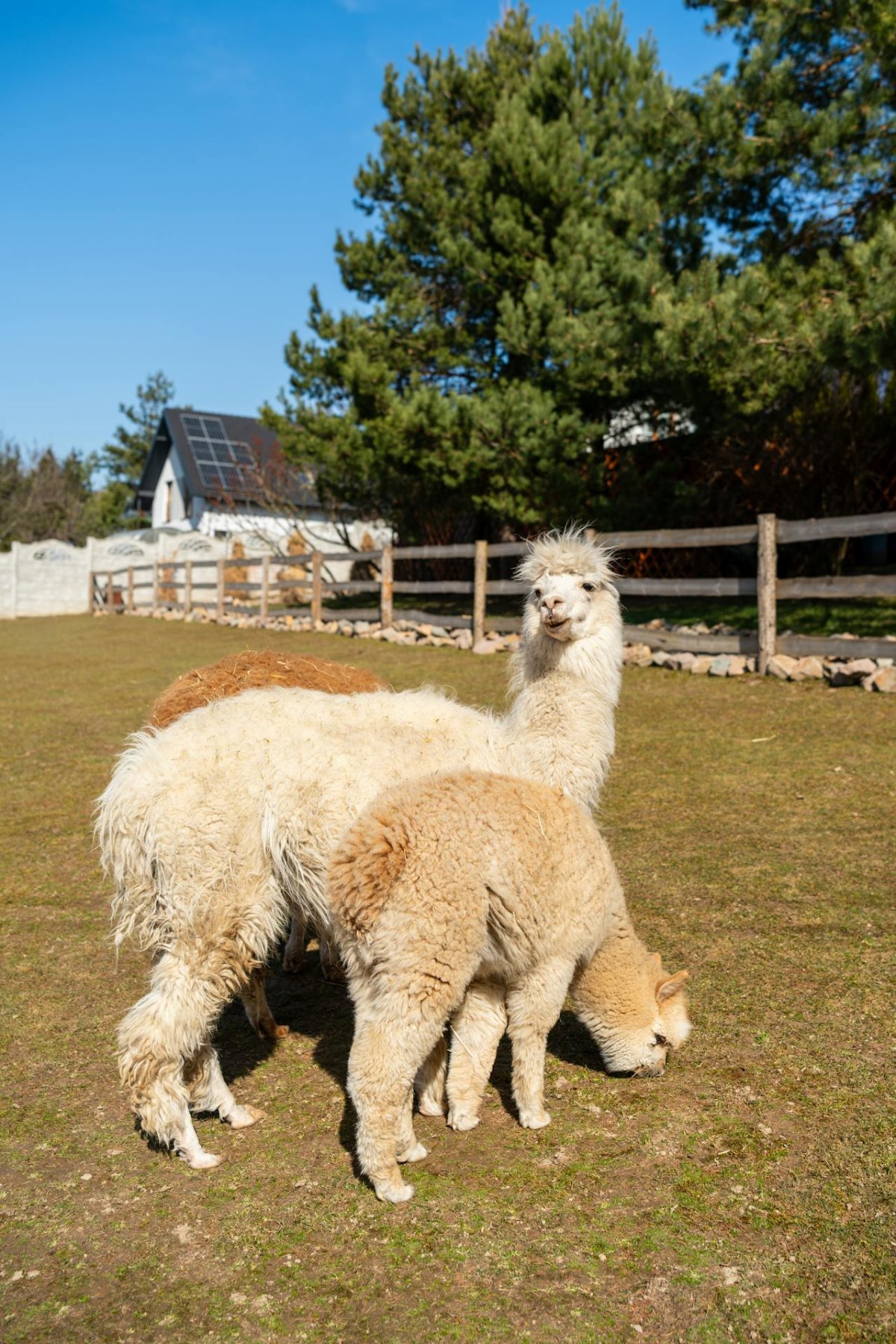 Alpaca Yarn — Properties, Types and How to Work With It